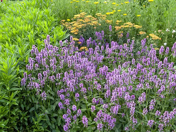 449026 - Wood betony (Betonica officinalis syn. Stachys officinalis) and common yarrow (Achillea millefolium)