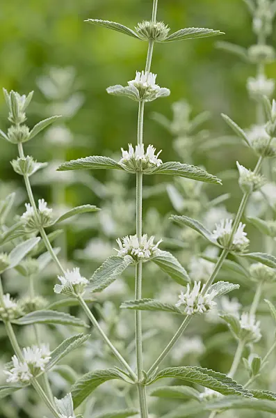 521522 - Wood calamint (Clinopodium menthifolium subsp. menthifolium syn. Calamintha sylvatica)