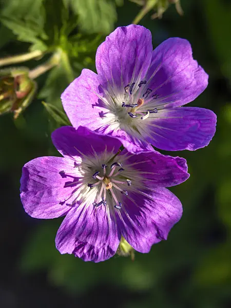425098 - Wood cranesbill (Geranium sylvaticum)