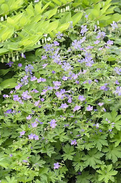 520485 - Wood cranesbill (Geranium sylvaticum 'Birch Lilac')