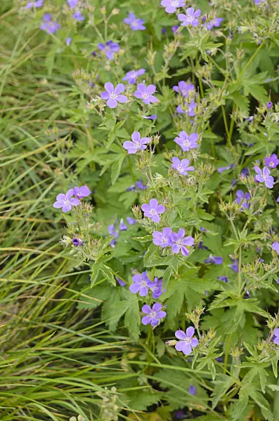 533455 - Wood cranesbill (Geranium sylvaticum 'Mayflower')