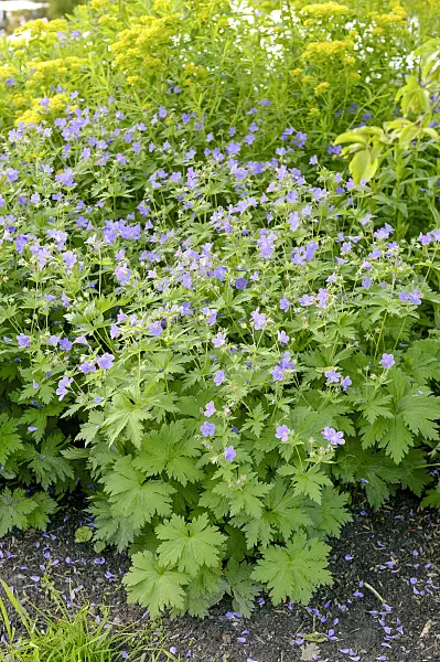 593084 - Wood cranesbill (Geranium sylvaticum 'Mayflower')
