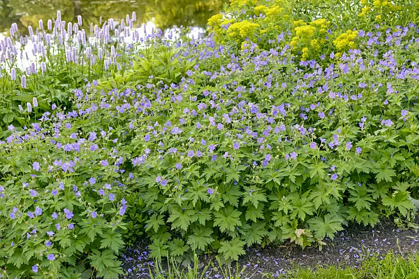 593085 - Wood cranesbill (Geranium sylvaticum 'Mayflower')