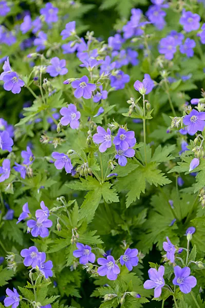 593086 - Wood cranesbill (Geranium sylvaticum 'Mayflower')