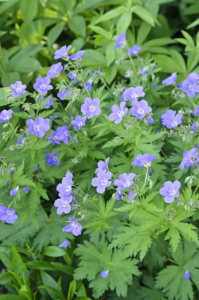 484182 - Wood cranesbill (Geranium sylvaticum 'Meran')