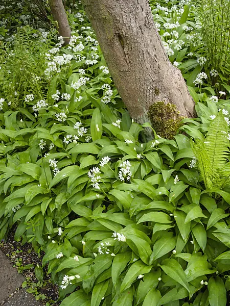 401051 - Wood garlic (Allium ursinum)