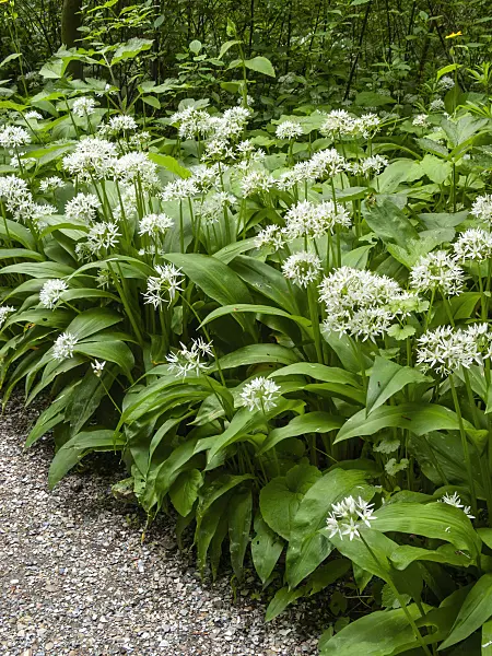 401193 - Wood garlic (Allium ursinum)