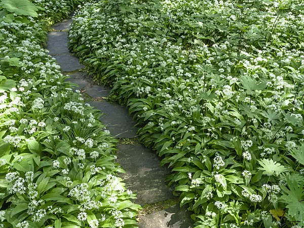 437308 - Wood garlic (Allium ursinum)