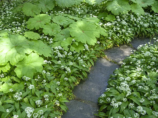 437309 - Wood garlic (Allium ursinum)