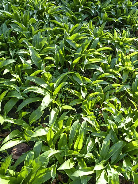 458009 - Wood garlic (Allium ursinum)