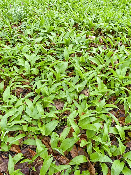 459001 - Wood garlic (Allium ursinum)