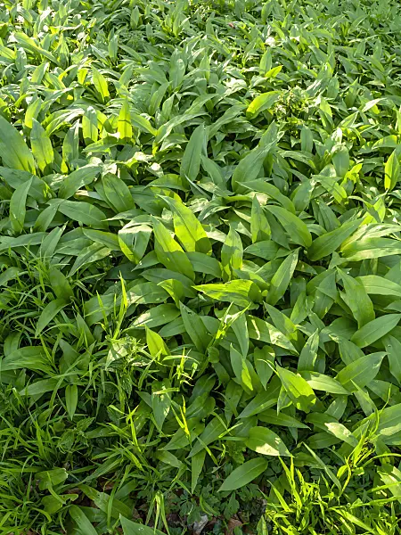 459030 - Wood garlic (Allium ursinum)