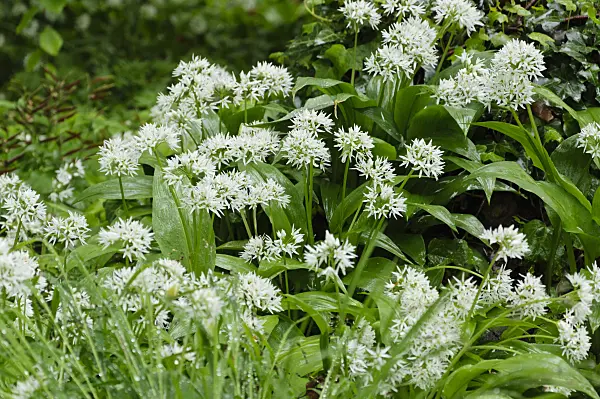 484127 - Wood garlic (Allium ursinum)