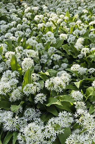 496098 - Wood garlic (Allium ursinum)