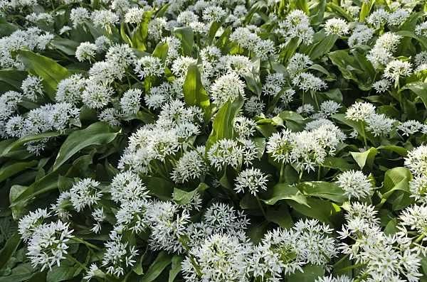 496099 - Wood garlic (Allium ursinum)