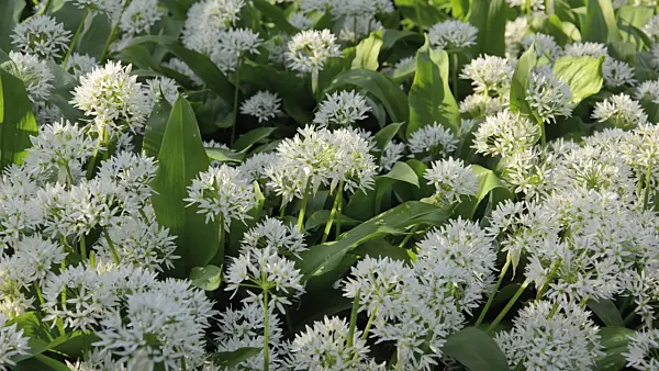 496126 - Wood garlic (Allium ursinum)