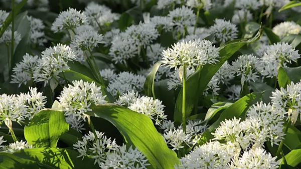 496127 - Wood garlic (Allium ursinum)