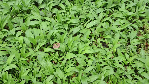 506101 - Wood garlic (Allium ursinum)