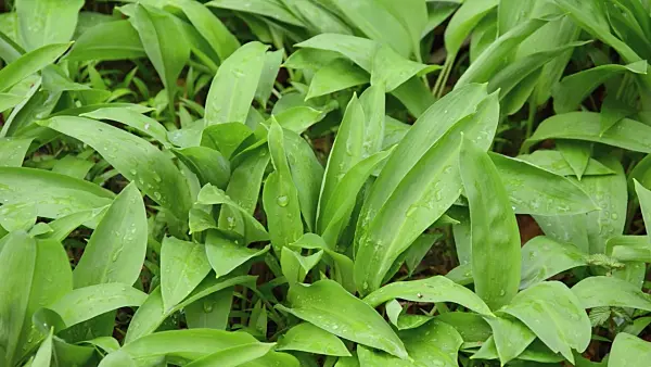 506102 - Wood garlic (Allium ursinum)