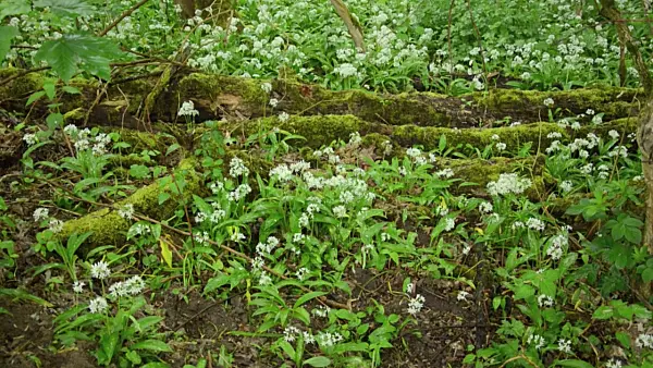 508046 - Wood garlic (Allium ursinum)
