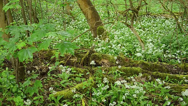 508047 - Wood garlic (Allium ursinum)