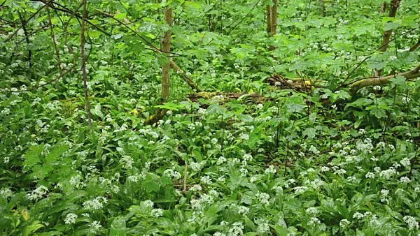508048 - Wood garlic (Allium ursinum)