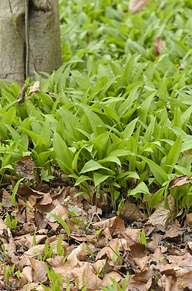 519072 - Wood garlic (Allium ursinum)