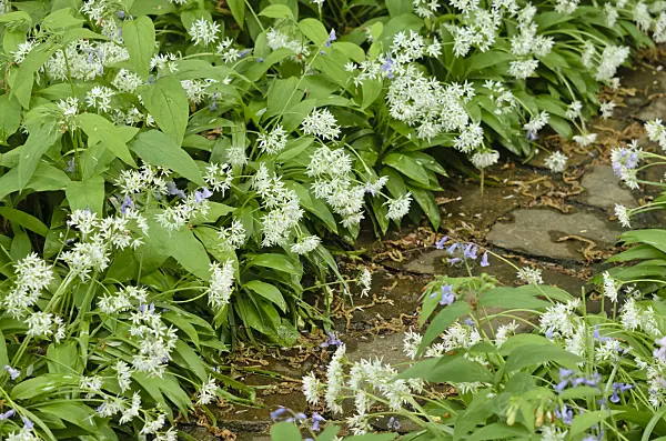 520227 - Wood garlic (Allium ursinum)