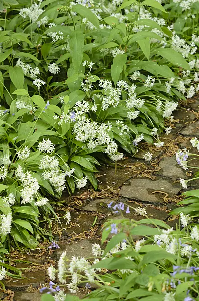 520228 - Wood garlic (Allium ursinum)