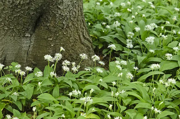 544023 - Wood garlic (Allium ursinum)