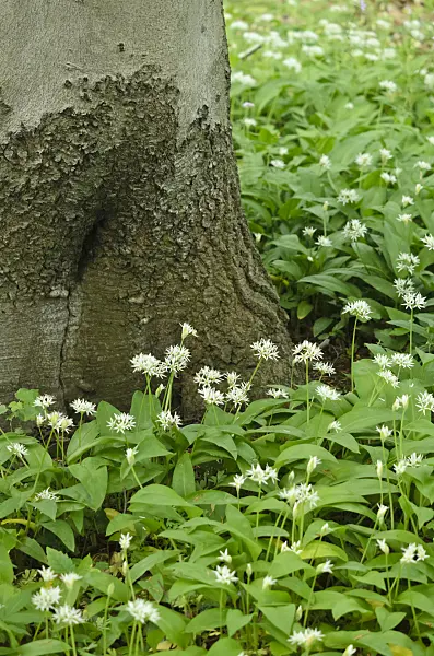 544024 - Wood garlic (Allium ursinum)