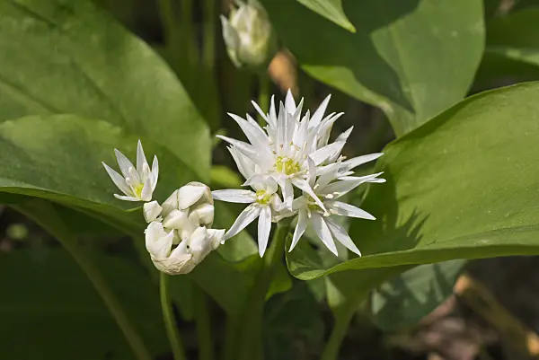 570035 - Wood garlic (Allium ursinum)