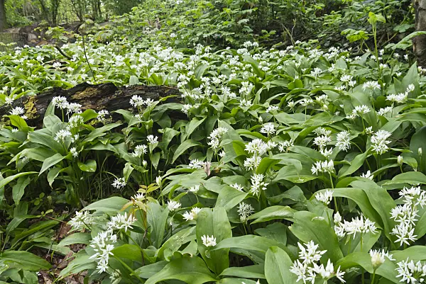 570042 - Wood garlic (Allium ursinum)