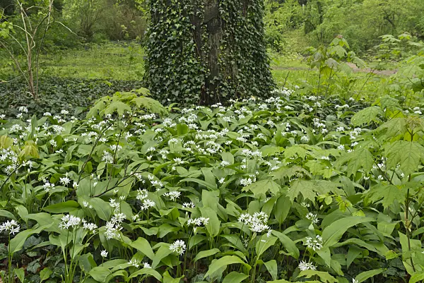 570043 - Wood garlic (Allium ursinum)