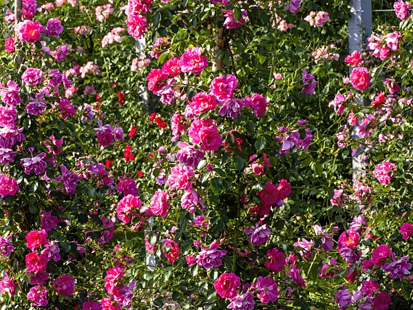 461058 - Wood rose (Rosa kordesii)