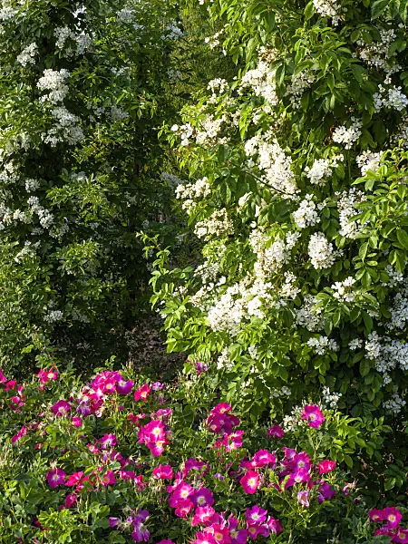 461065 - Wood rose (Rosa x barbierana)