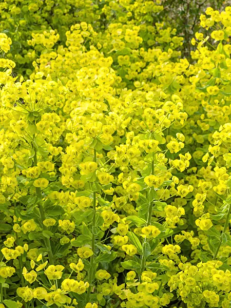 460110 - Wood spurge (Euphorbia amygdaloides)