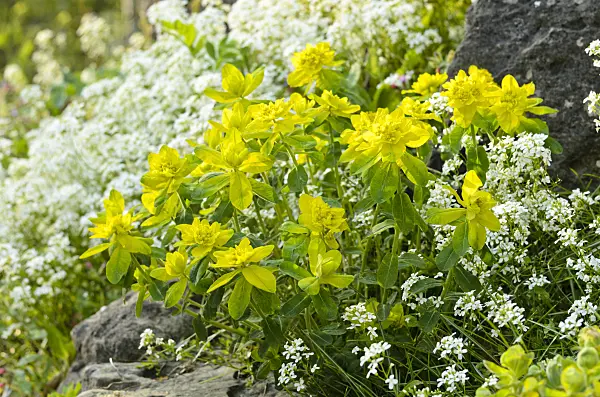 495208 - Wood spurge (Euphorbia amygdaloides) and spreading rock cress (Arabis procurrens)