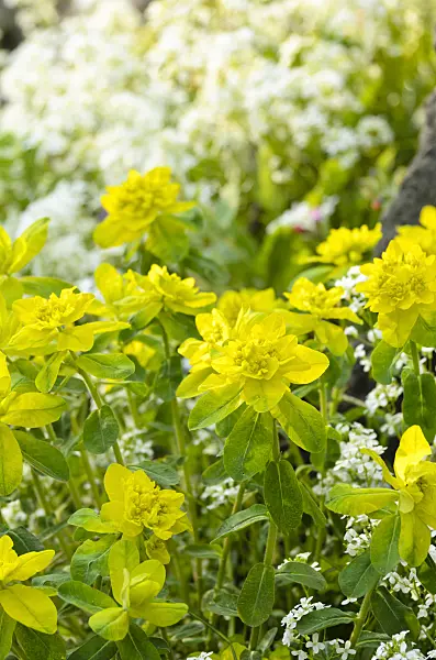 495209 - Wood spurge (Euphorbia amygdaloides) and spreading rock cress (Arabis procurrens)
