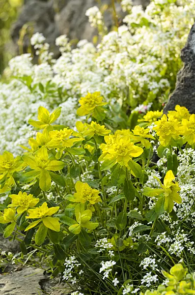 495210 - Wood spurge (Euphorbia amygdaloides) and spreading rock cress (Arabis procurrens)