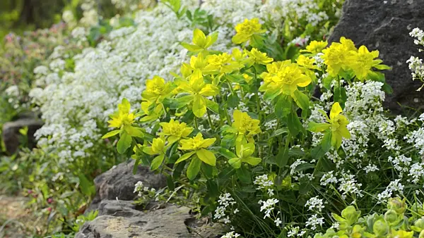 495301 - Wood spurge (Euphorbia amygdaloides) and spreading rock cress (Arabis procurrens)