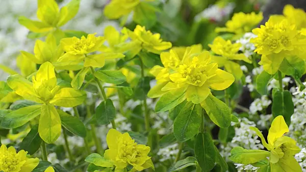 495302 - Wood spurge (Euphorbia amygdaloides) and spreading rock cress (Arabis procurrens)