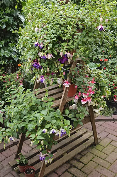 473197 - Wooden etagere with fuchsia