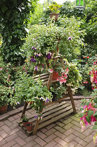 473203 - Wooden etagere with fuchsia