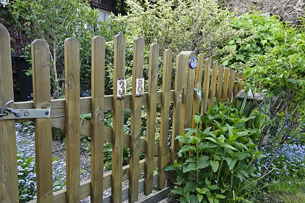 484143 - Wooden fence with forget-me-nots (Myosotis)