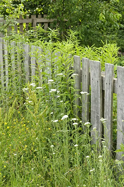 473296 - Wooden garden fence