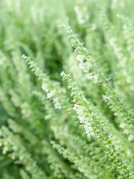 449029 - Woodland germander (Teucrium scorodonia)