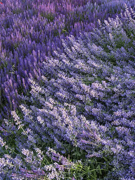 402027 - Woodland sage (Salvia nemorosa)