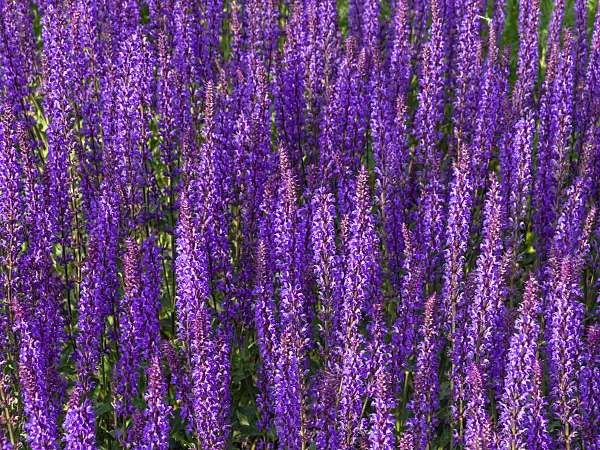 438245 - Woodland sage (Salvia nemorosa)