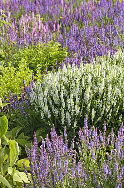 545103 - Woodland sage (Salvia nemorosa)